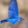 Loiseau bleu 的头像