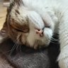 かりん 的头像