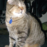 Profilbild von wistercat