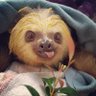 Profilbild von Pamplemousse