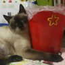 猫のジャム(そらぴママ) profil fotoğrafı