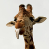 Nathan's profile picture