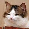 Salty AF Vet's profile picture