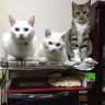 ノン profil fotoğrafı