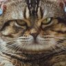 ロールケーキ profil fotoğrafı