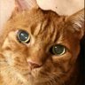 タエ profil fotoğrafı