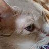 J.Kdr(ねこちろるん)'s profile picture