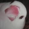kotoritoridori's profile picture