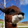 ビバアルパカ牧場's profile picture