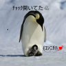ペンギンペンギン🐧❦'s profile picture
