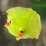 Profilbild von おはる