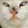 雲之三太郎's profile picture