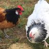 Profilbild von chicken lady