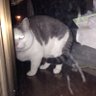 たろすけ 的头像