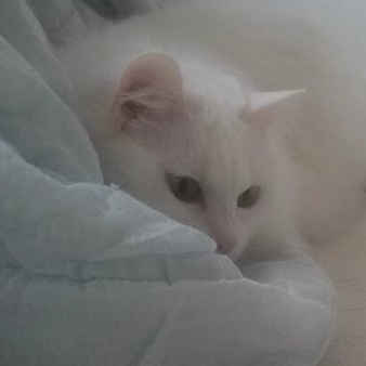 tojyo1942's profile picture