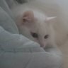 猫の東丈@猫飼い 的头像