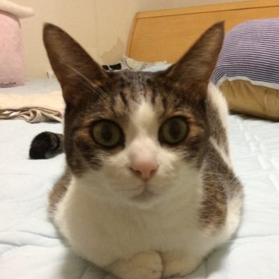 おじいちゃん's profile picture