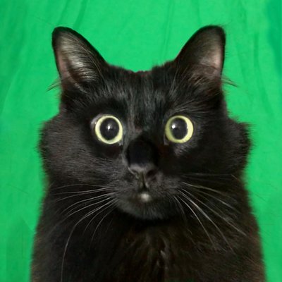 Owl__Kitty's profile picture