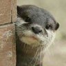 やっくん's profile picture