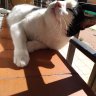 Фото профиля Sophie_twittaaa