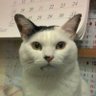へれなNMittesdorf's profile picture