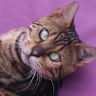 Chikito's profile picture
