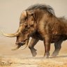 Фото профиля The Erymanthian Boar