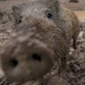 Profilbild von Spike