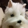 Profilbild von ふわっふわ