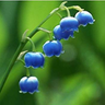 Ceylaan Blue's profile picture