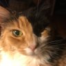 Profilbild von EmmaJeanKitty 🐱💙🇺🇸🌻🇺🇦😎🌊🇨🇦