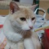 おまちかねかわちゃん profil fotoğrafı
