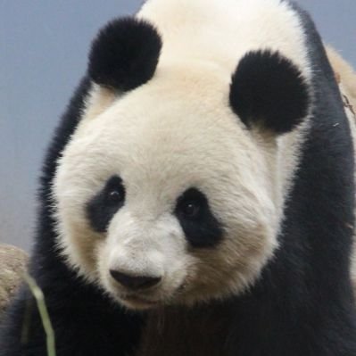kondopanda's profile picture