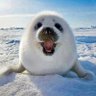 卡卡西 profil fotoğrafı