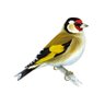 goldfinch521 profil fotoğrafı