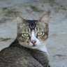 Peb Ruswono Aryan's profile picture