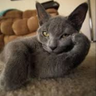 Roberto Valentino's profile picture