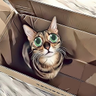 Bengal Cats React To 的头像