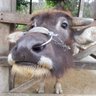 Profilbild von 阿牛