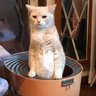 コウタク's profile picture