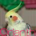 Profilbild von Skybirdmax