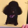 Фото профиля poodlepower