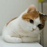 けいさんき 的头像