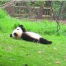 pANDA profil fotoğrafı