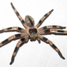 Profilbild von Elhombrequearaña