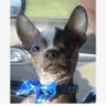 Profilbild von Foxy Chihuahua