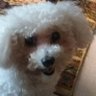 Chiara 🐶🇦🇷🇮🇹✝️ profil fotoğrafı