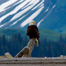Ajay Kumar Bains profil fotoğrafı
