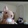ちょこぷっち's profile picture