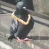 Profilbild von spermabak